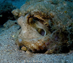 Night dive - octopus by Niky Šímová 